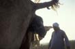 Kamelgeburt bei Beduinen